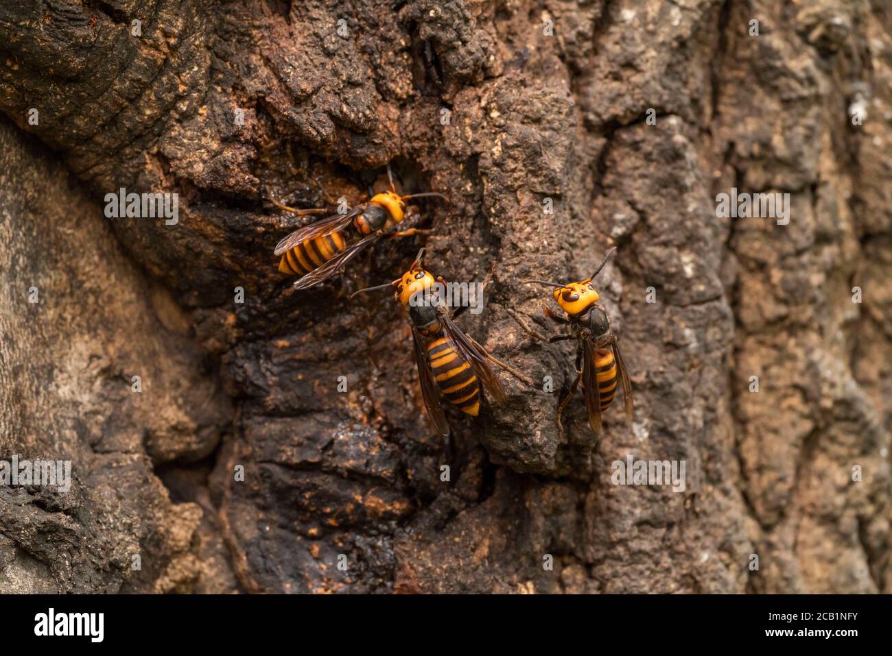 Asian giant hornet (Vespa mandarinia) gathering sap of Kunugi (sawtooth oak),  Isehara City, Kanagawa Prefecture, Japan Stock Photo