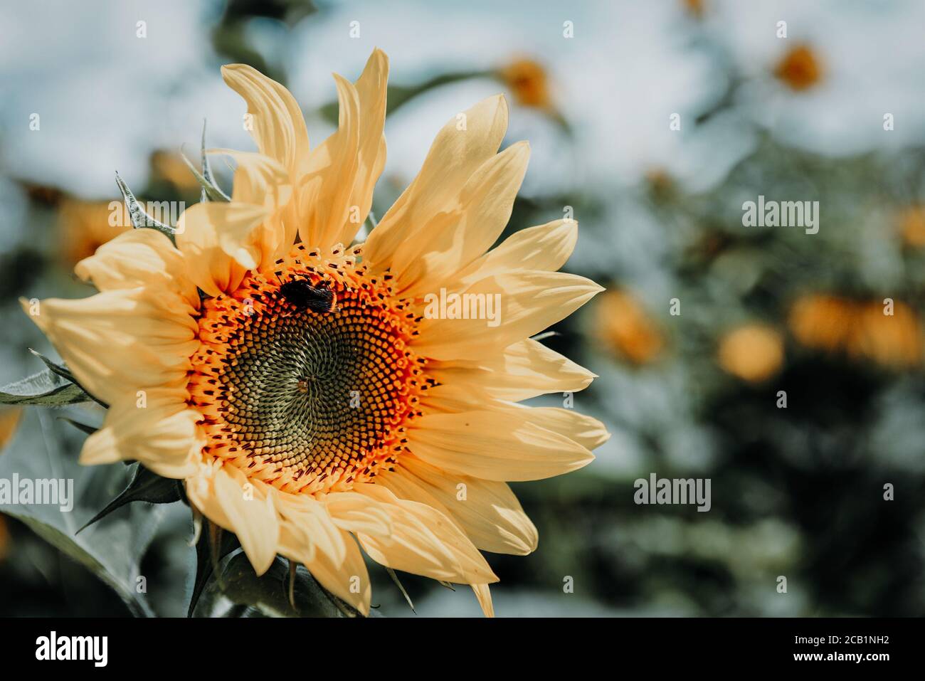 Yellow field blooming sunflowers hi-res stock photography and images ...