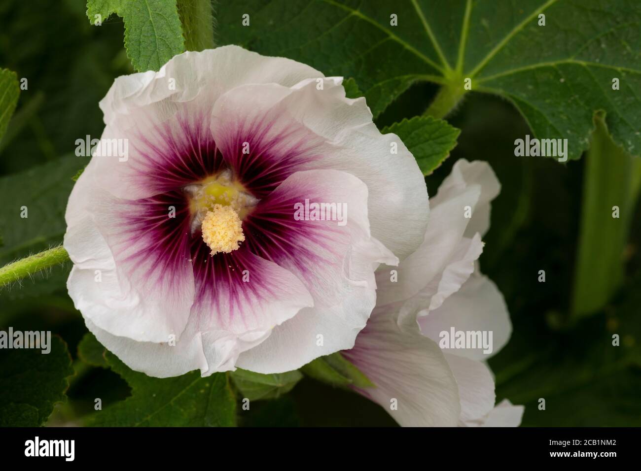 White and Purple Hollyhock Flower Stock Photo
