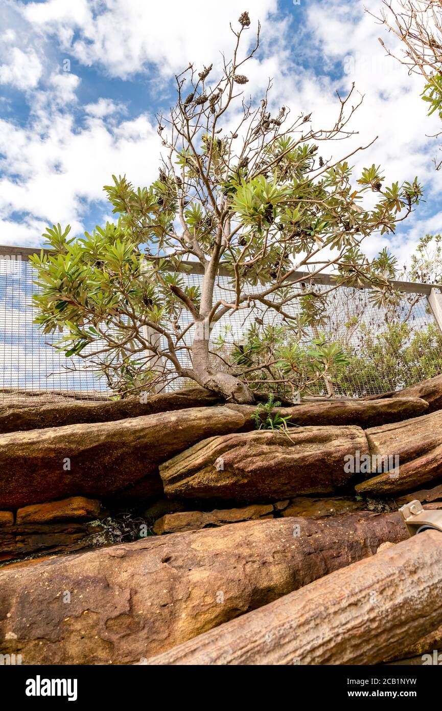 Australian native plant growing hires stock photography and images Alamy