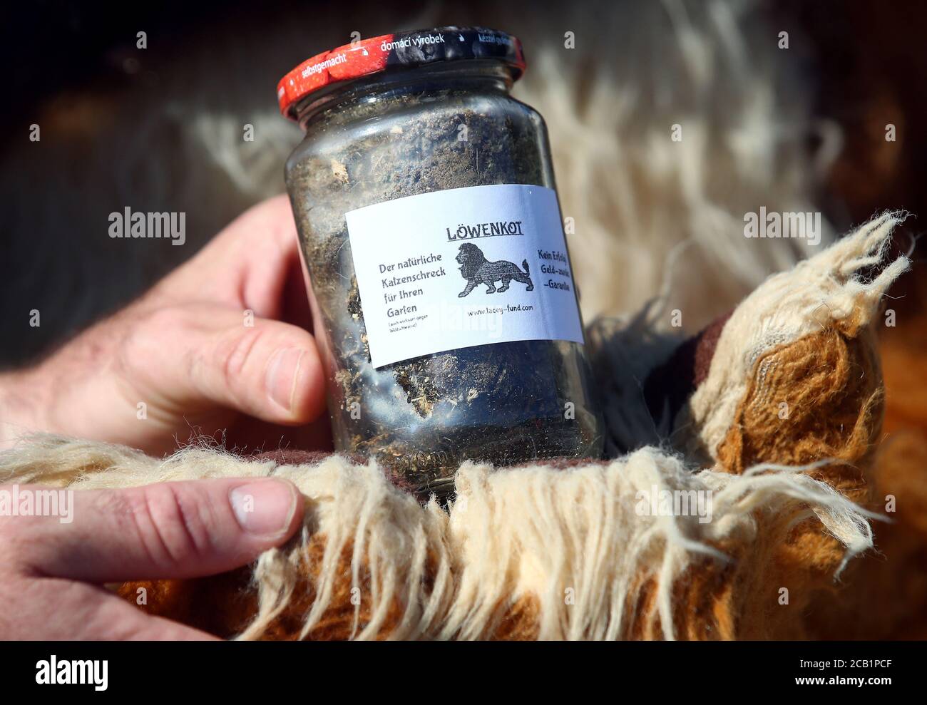 Lion tamer Martin Lacey poses with a glass of lion droppings, which Circus Krone sells amid the coronavirus disease (COVID-19) pandemic, in Munich, Germany, August 10, 2020. Circus Krone is selling the product to be used as a household remedy to keep other wild animals away and sales should make up for the financial losses the circus suffered during the Corona crisis. REUTERS/Michael Dalder Stock Photo