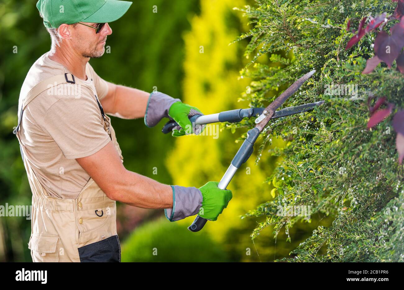 Caucasian Male Gardener Trimming Bushes And Shrubs With Steel Hedge ...