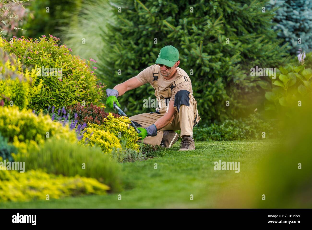 Middle Age Male Gardener At Work Pruning Colorful Flowering Bushes With Trimming Shears. Stock Photo