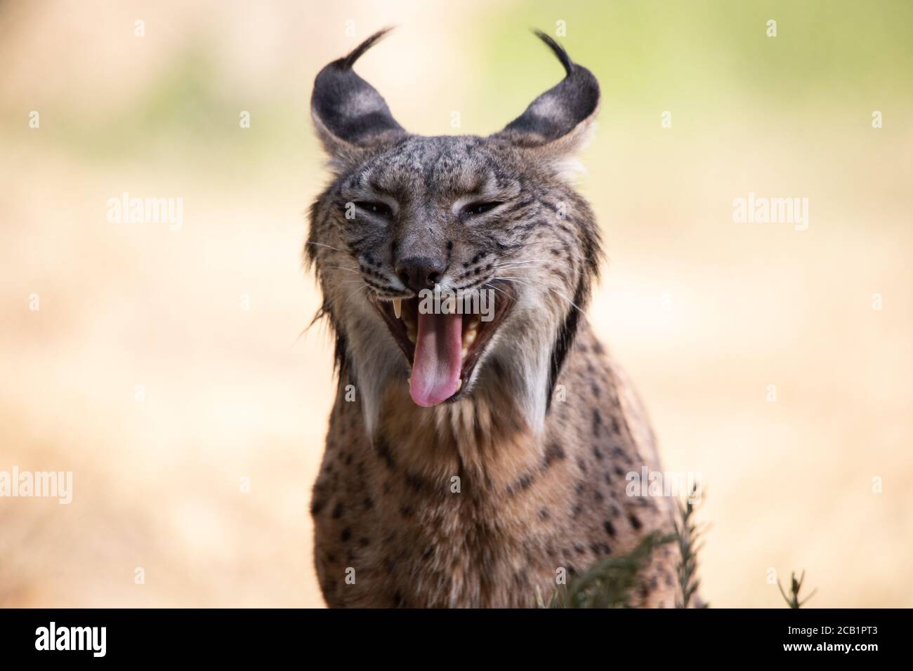 Cute face portrait of a iberian lynx yawning in the wild Stock Photo