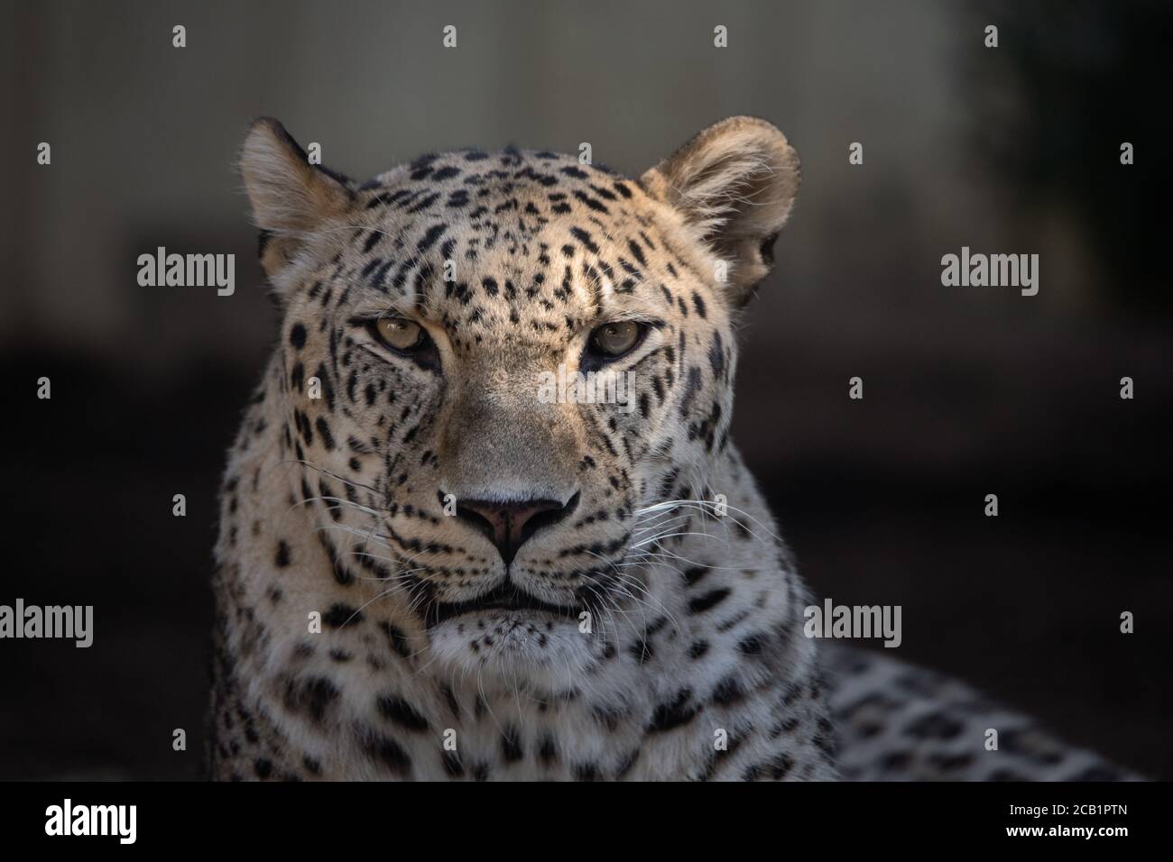 Close up facial portrait of a serene adult Asian leopard Stock Photo