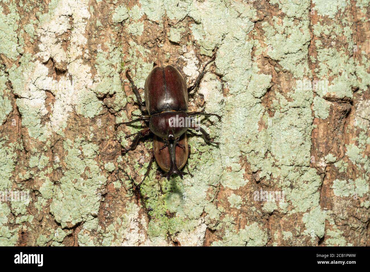 Female Japanese rhinoceros beetle (kabutomushi) feeding sap of Kunugi