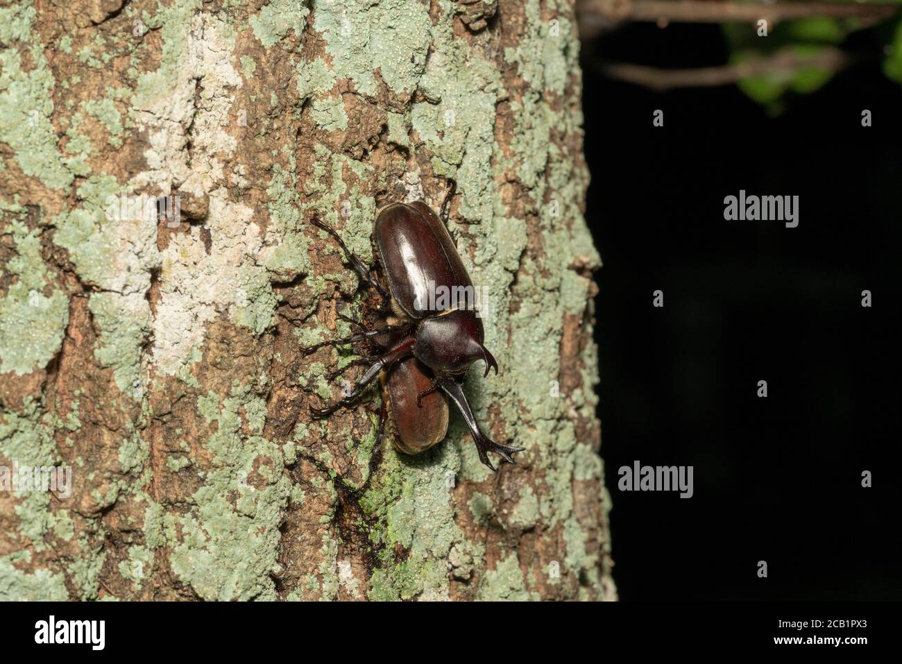 Female Japanese rhinoceros beetle (kabutomushi) feeding sap of Kunugi