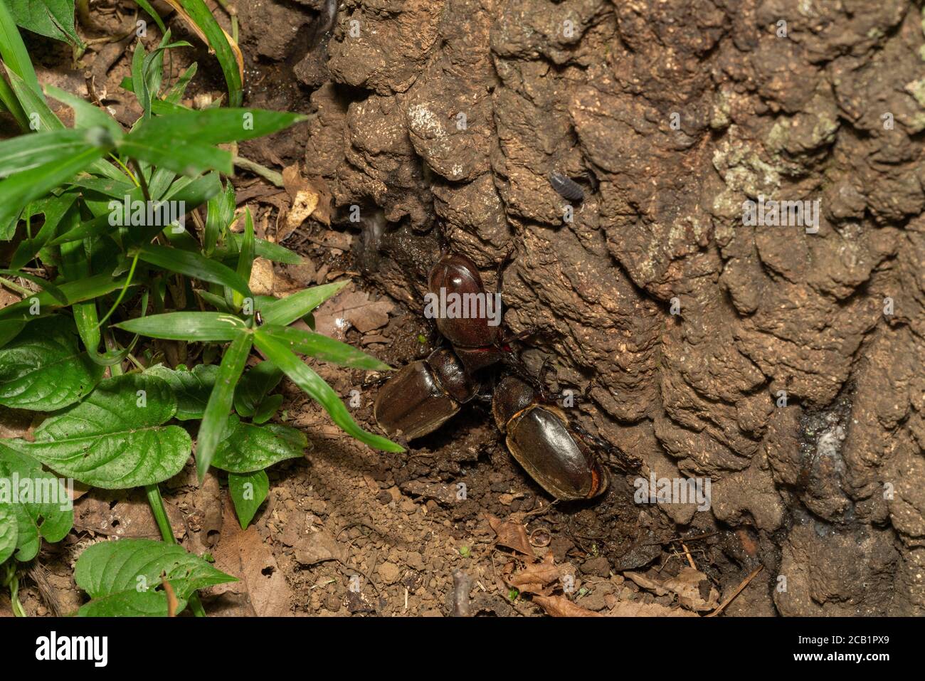 Japanese rhinoceros beetle (kabutomushi) feeding sap of Kunugi