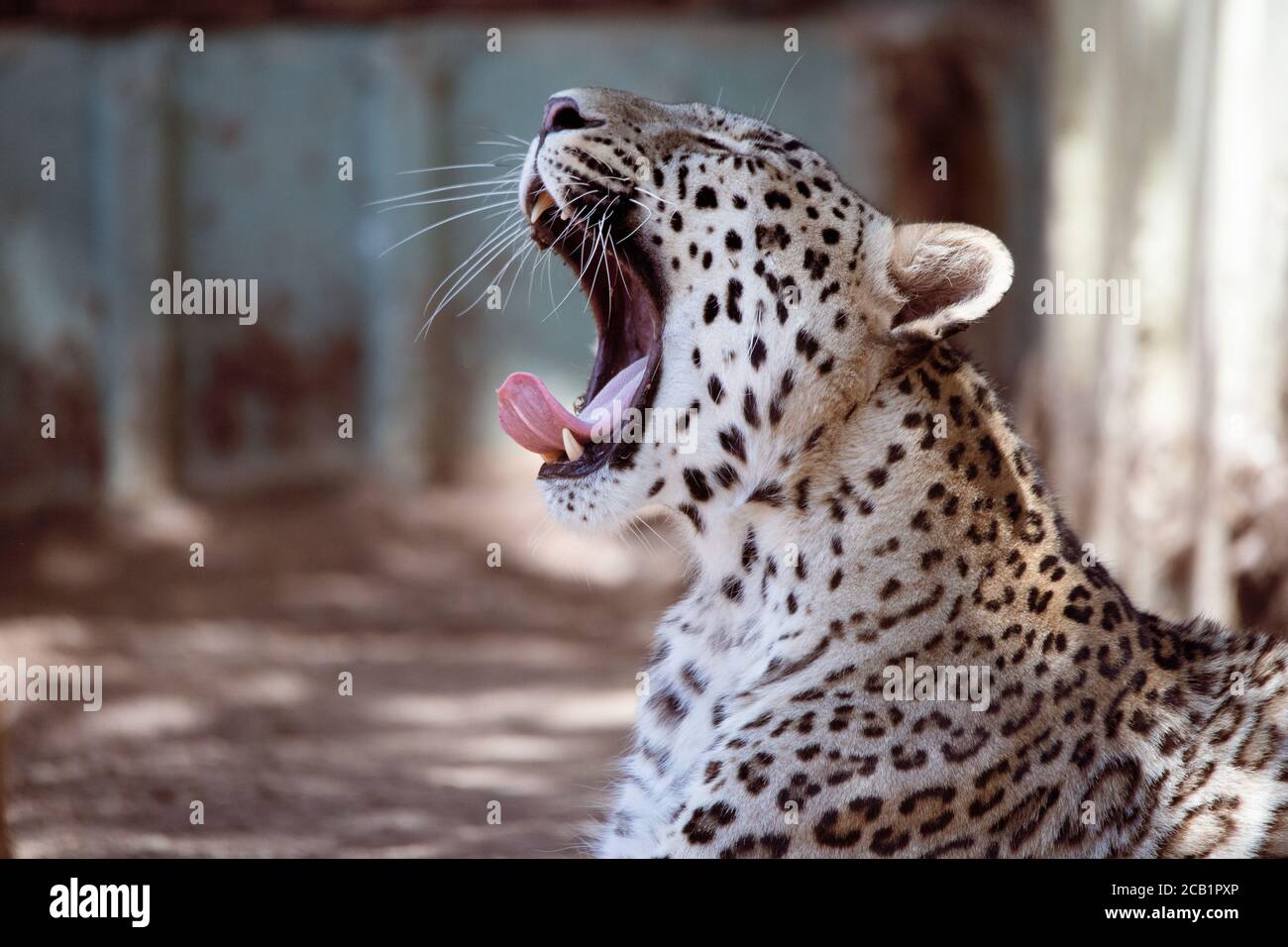 Asian leopard hi-res stock photography and images - Alamy