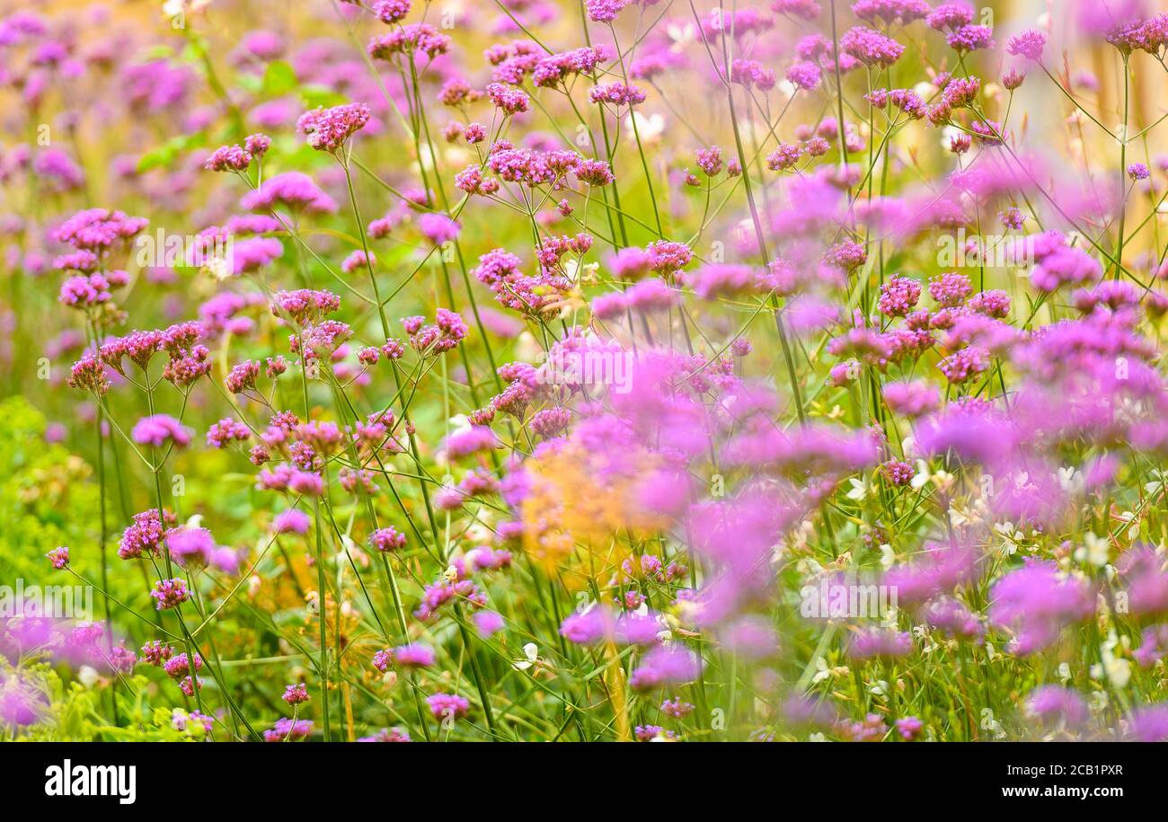 Pink wildflowers hi-res stock photography and images - Alamy