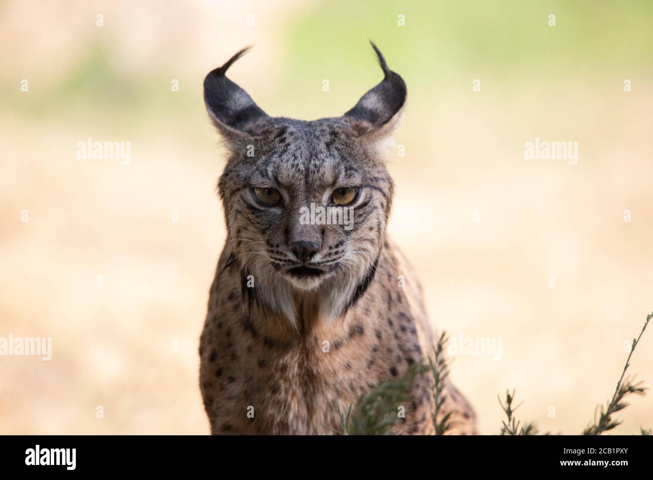 Facial portrait of a serene Iberian lynx looking straight ahead in the wild Stock Photo