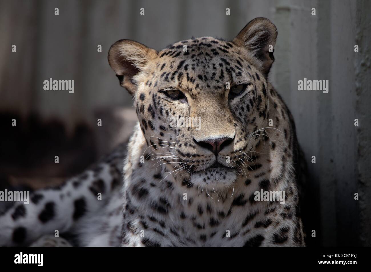 Close up facial portrait of a relaxed adult Asian leopard Stock Photo