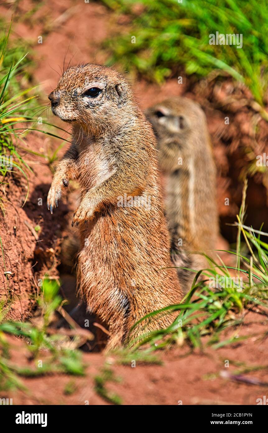 Chipmunk watches his environment with his family Stock Photo - Alamy