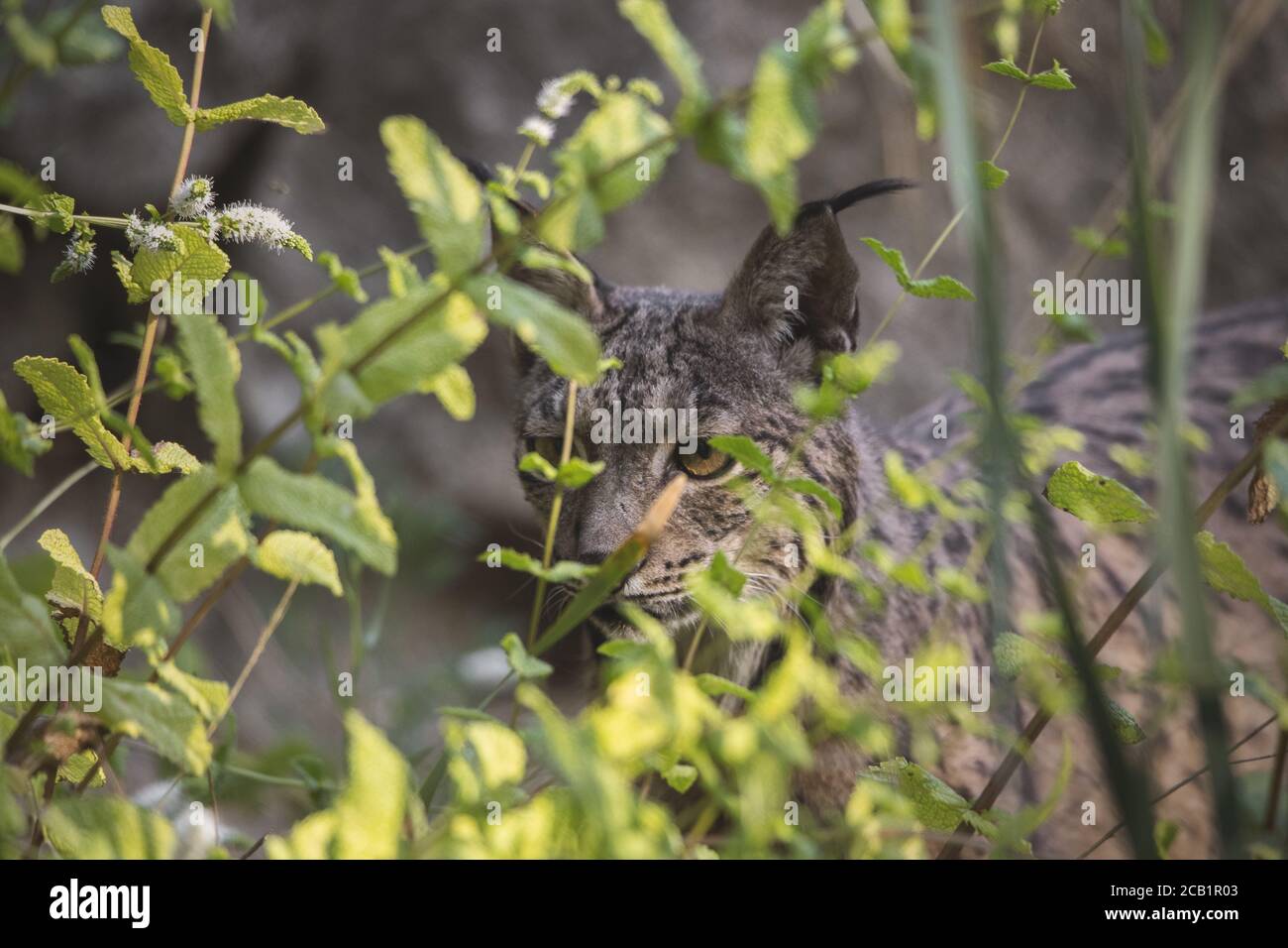 Portrait of an Iberian lynx hiding in the undergrowth in the wild Stock Photo