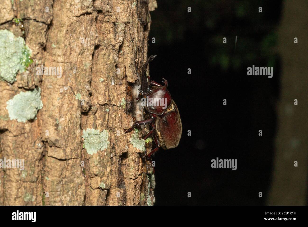 Japanese rhinoceros beetle (kabutomushi) feeding sap of Kunugi