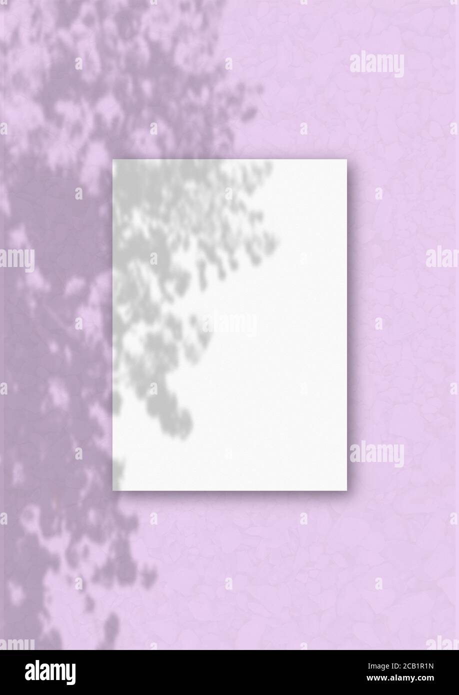 Download The Vertical Sheet Of White Textured A4 Paper On The Pink Wall Background Mockup Overlay With The Plant Shadows Natural Light Casts Shadows From An Stock Photo Alamy PSD Mockup Templates