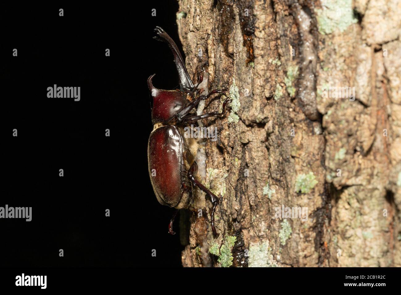 Japanese rhinoceros beetle (kabutomushi) feeding sap of Kunugi