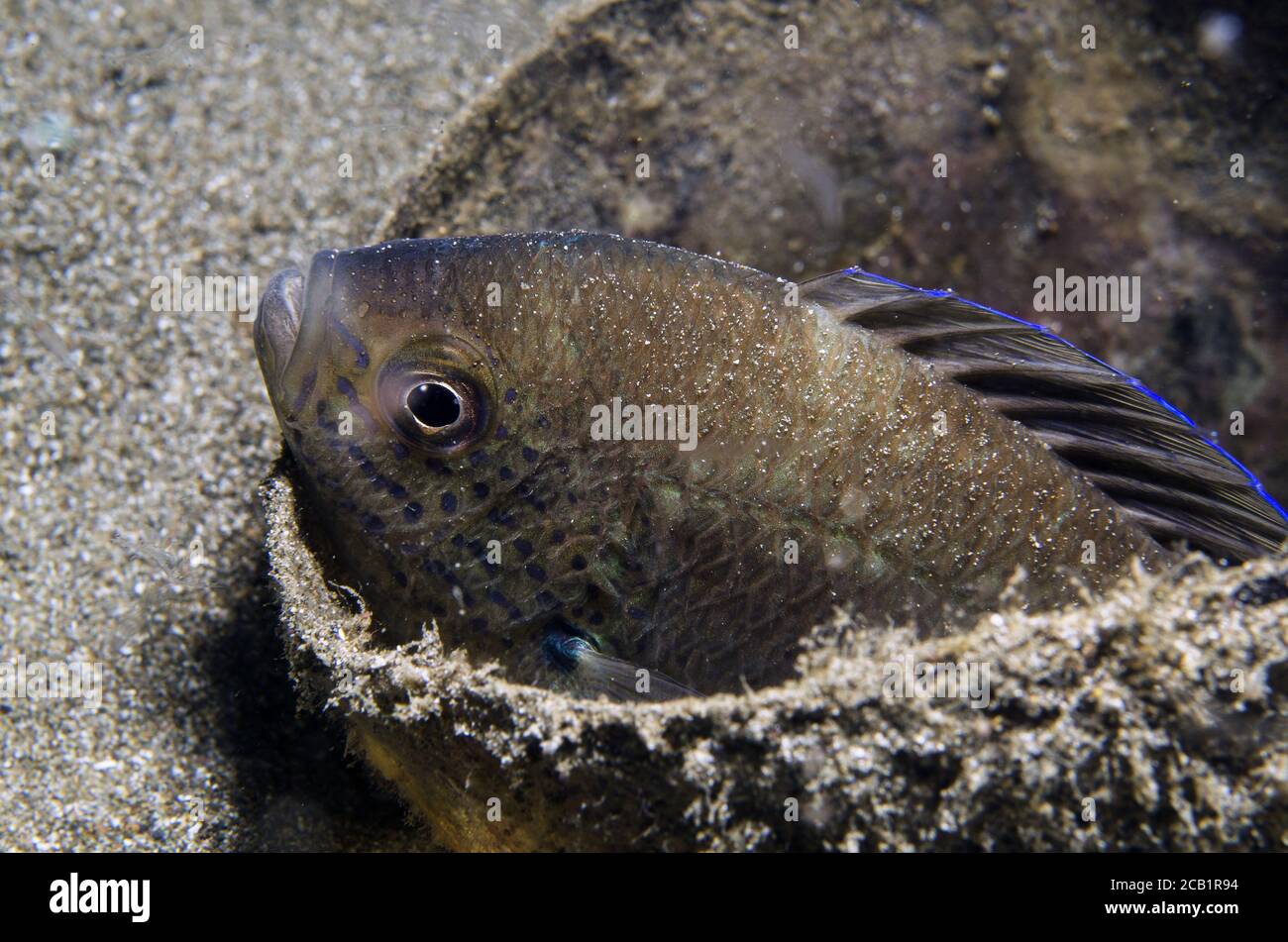 Jordan's Damsel, Teixeirichthys jordani, Pomacentridae, Anilao, Batangas, Philippines, Indo-pacific Ocean, Asia Stock Photo