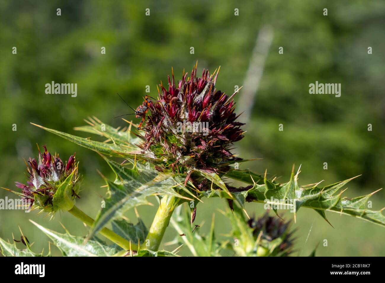 Gundelia tournefortii is an important plant for health. Turkish known as 'Kenger'. Stock Photo