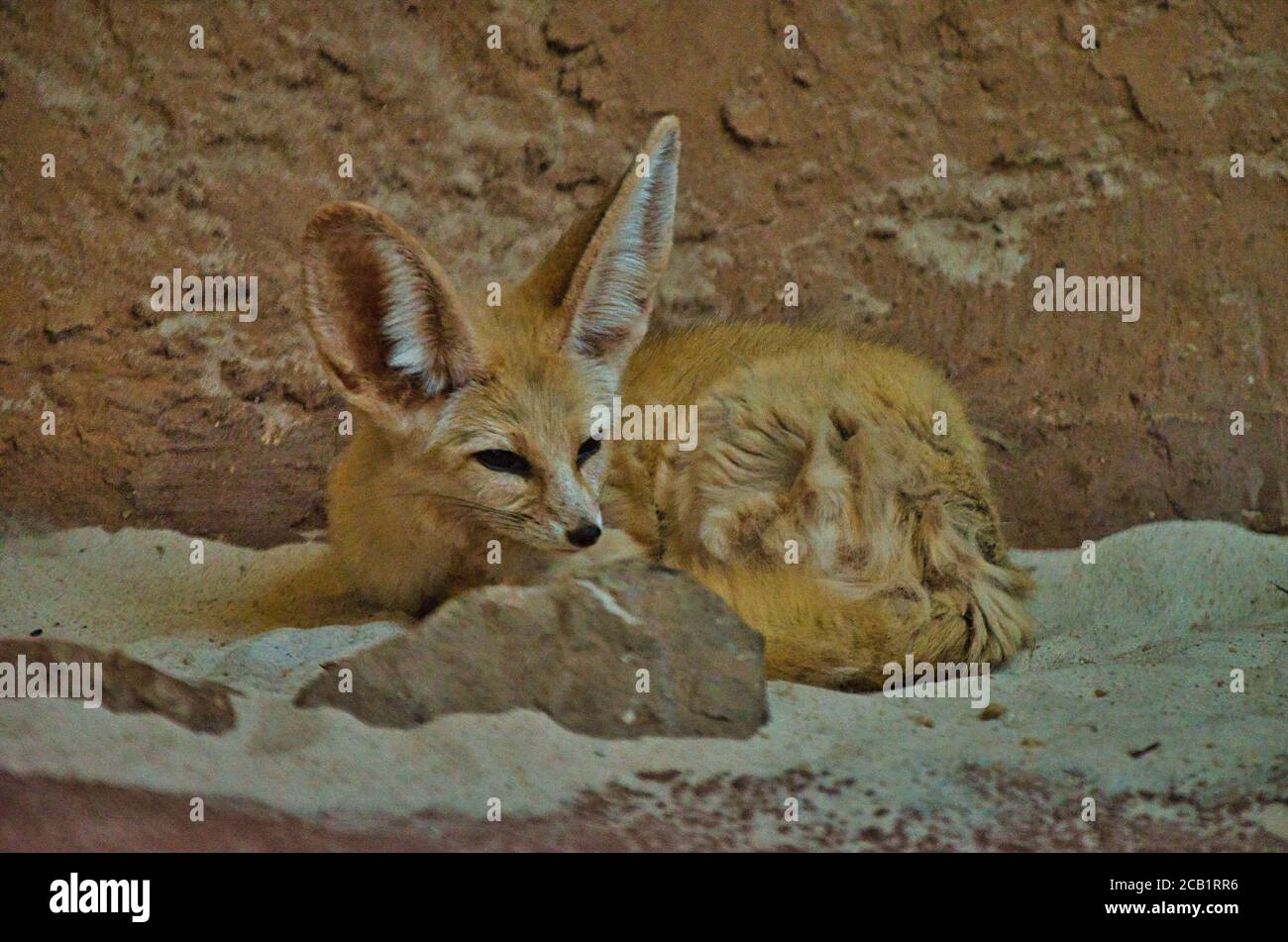 Page 3 One Fennec Fox High Resolution Stock Photography And Images Alamy