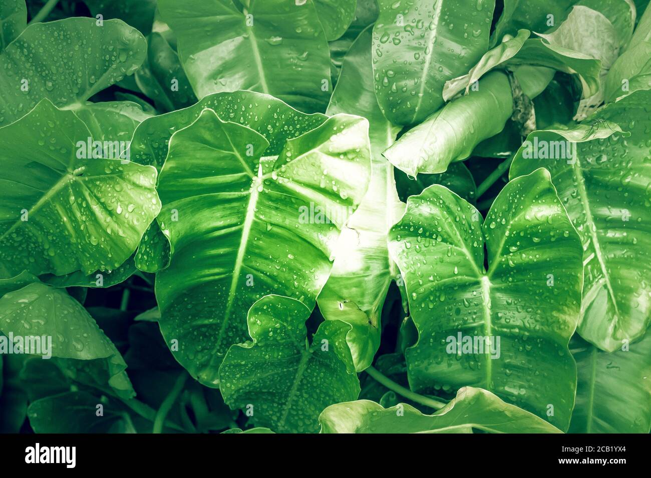 Philodendron leaf (Philodendron melinonii), large green foliage. Stock Photo