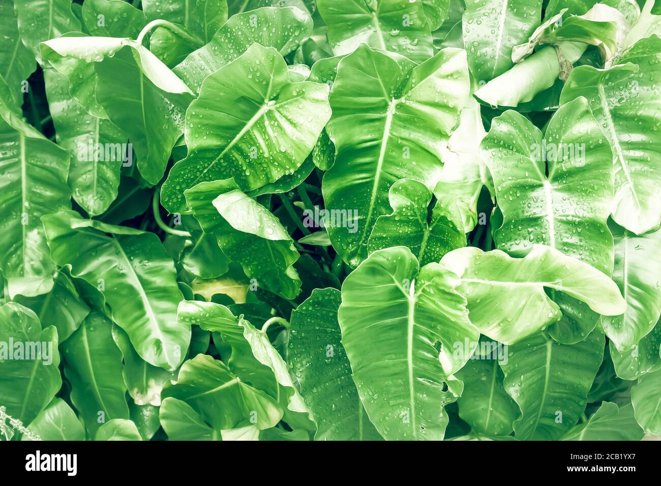 Philodendron leaf (Philodendron melinonii), large green foliage. Natural hart shape leaf tree. Stock Photo