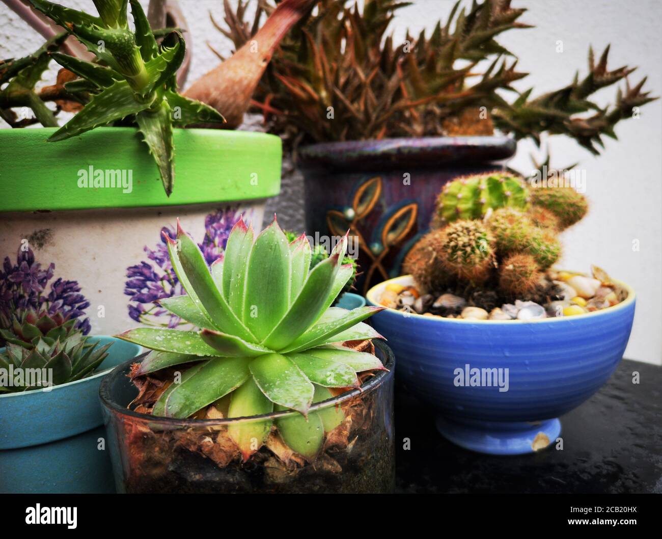 home outdoor garden with succulent and cacti pots Stock Photo