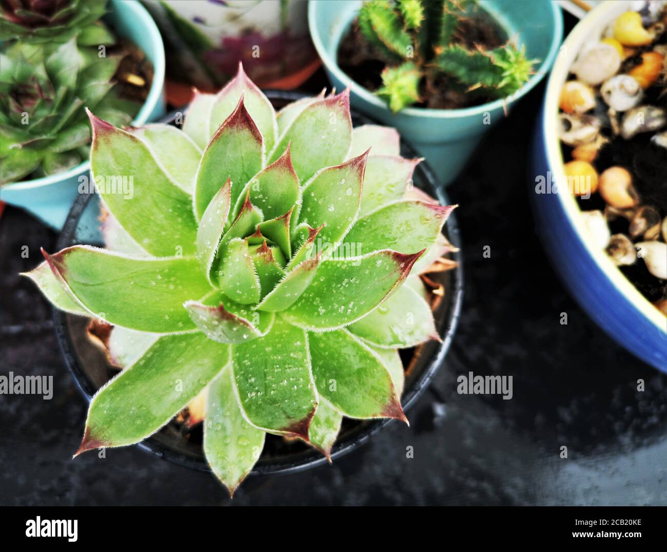 home outdoor garden with succulent close up Stock Photo