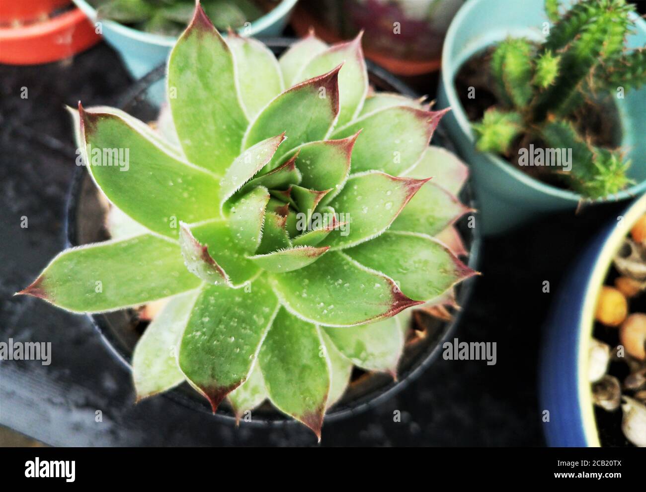 succulent close up of a home plant outdoor garden Stock Photo