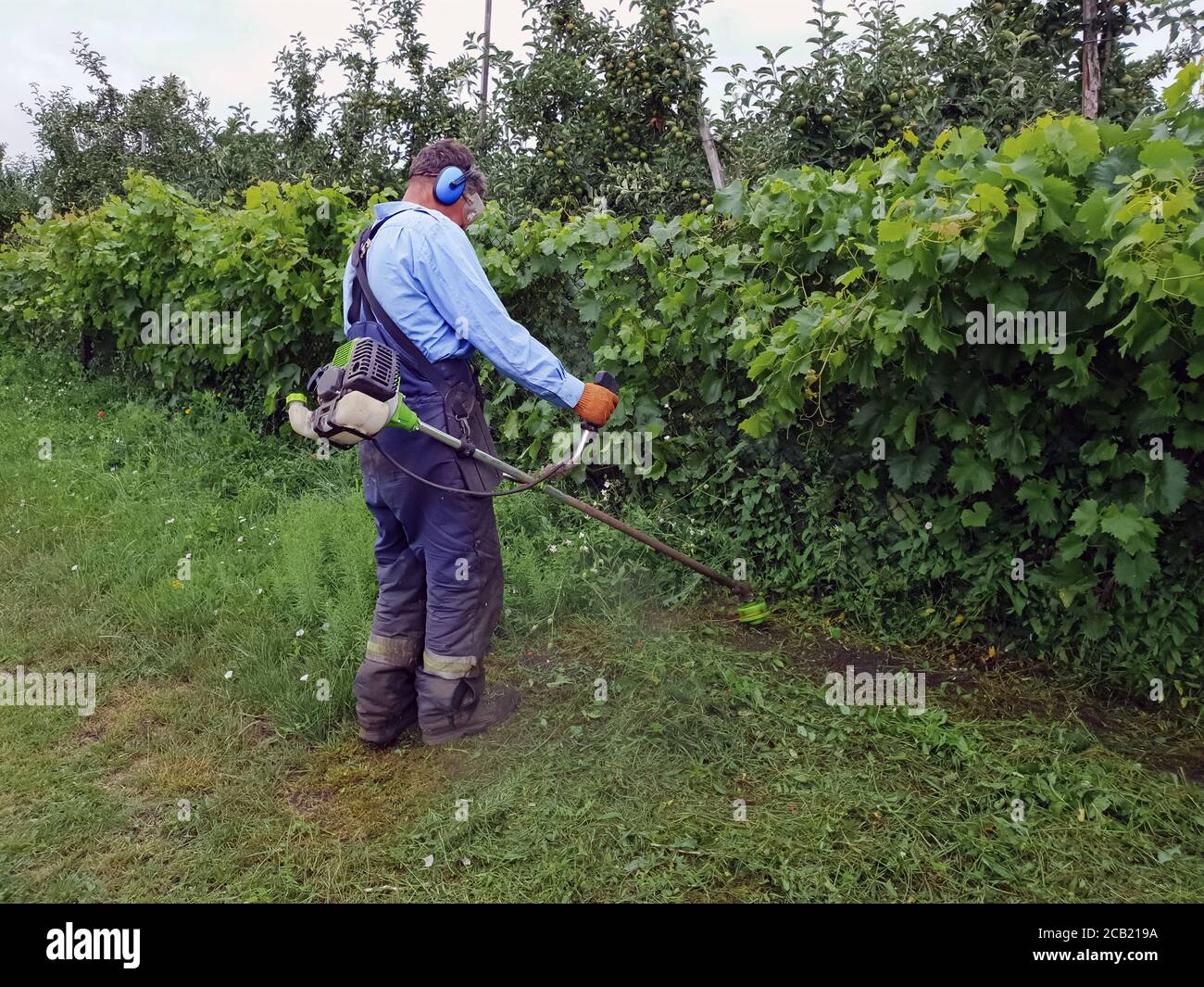 Side view of a senior man cutting grass with a brush cutter wearing