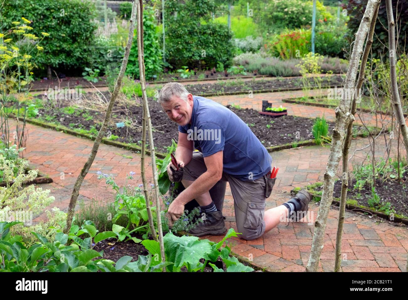 Gardener planting winter lettuces in vegetable bed in the walled garden