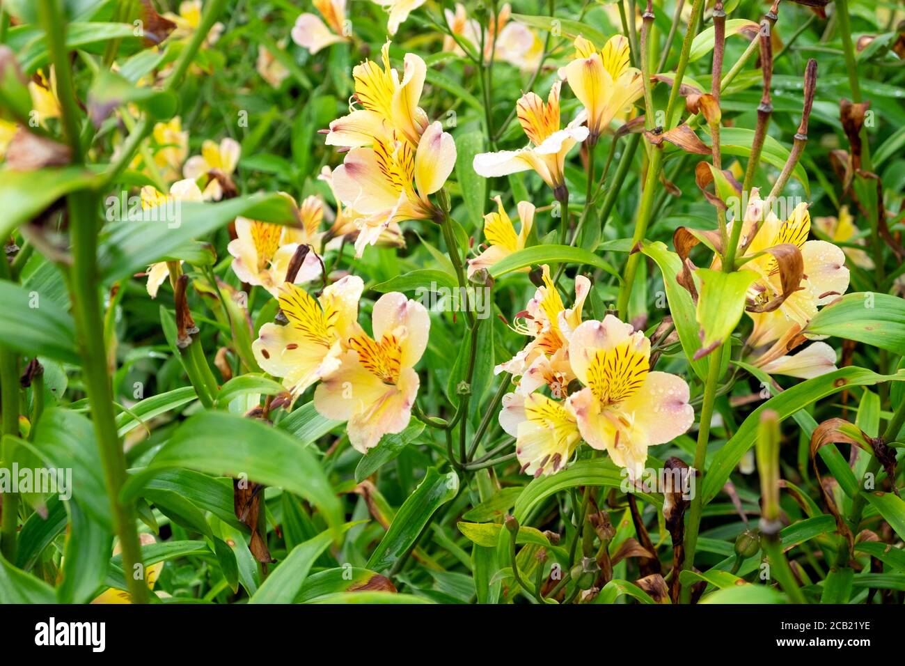 Alstromeria Inticancha Sunliight perennials in bloom herbaceous border at the National Botanic Garden of Wales Carmarthenshire Wales UK KATHY DEWITT Stock Photo