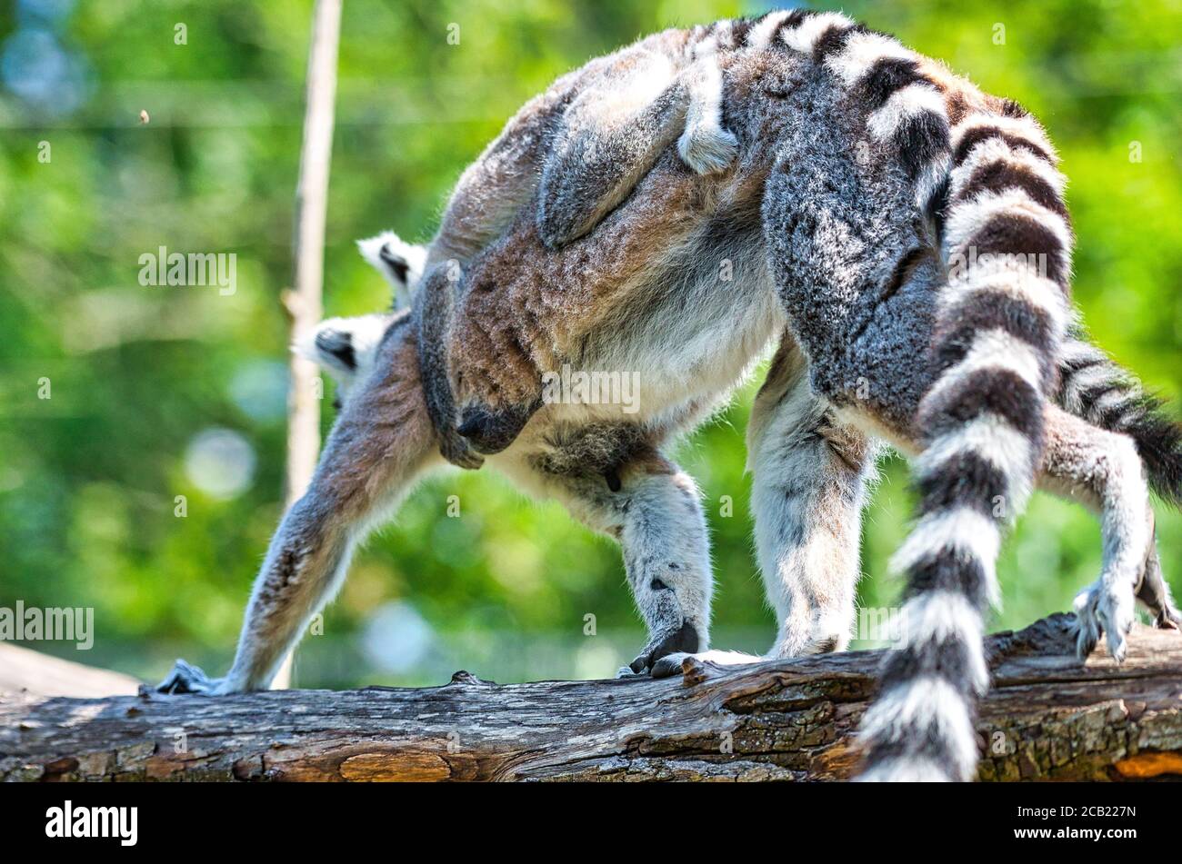 Madagascar Maki family jumping from tree to tree Stock Photo - Alamy