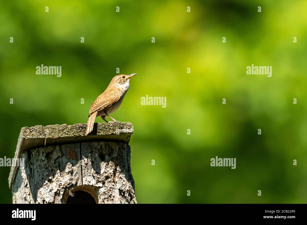 House Wren in the house Stock Photo