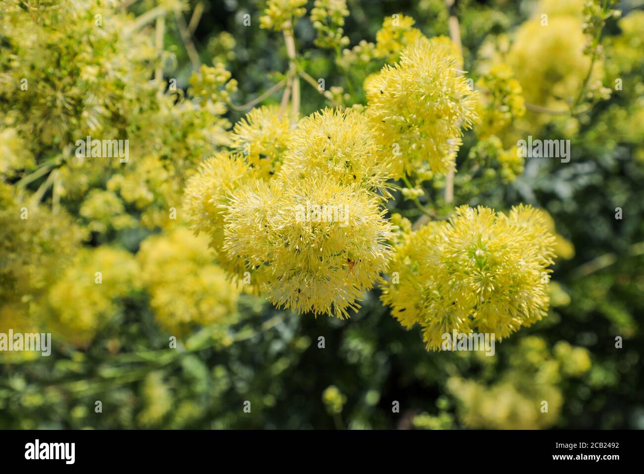 Dwarf meadow rue flowers, Thalictrum minus 'Adiantifolium', England, UK Stock Photo