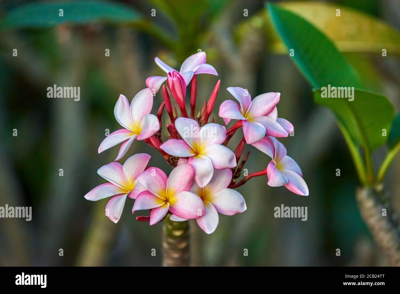 Frangipani plumeria rubra tropical flower hires stock photography and