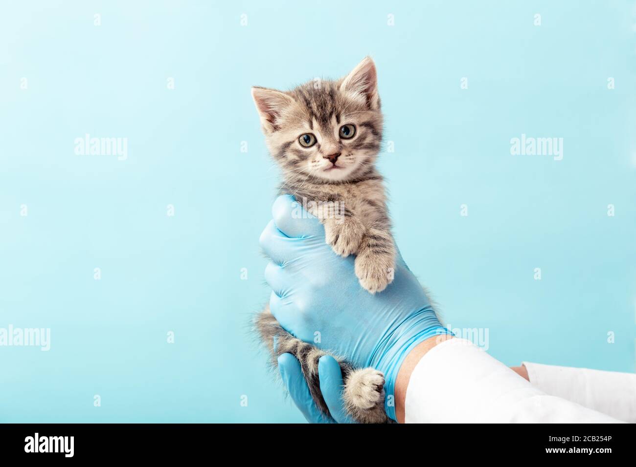 Striped gray cat in doctor hands on color blue background.Kitten vet examining. Kitten pet check up, vaccination in veterinarian animal clinic. Health Stock Photo