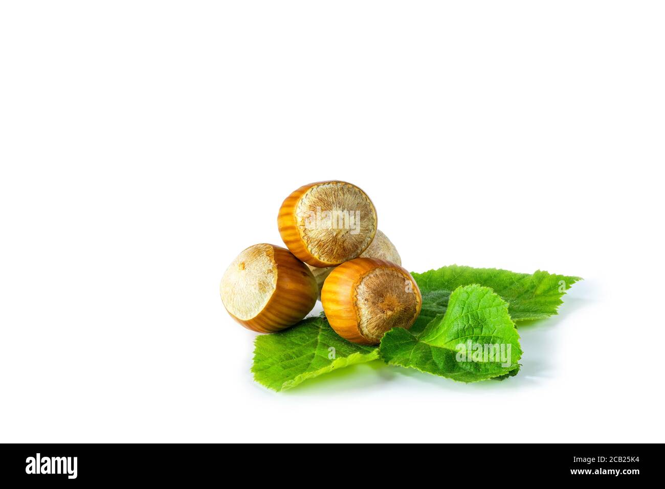 Fresh hazelnuts (cobnuts) with green leaves on white background Stock ...