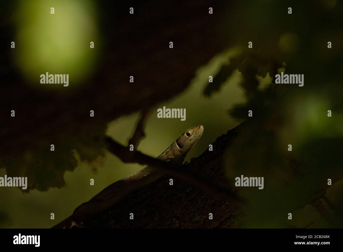 Common Wall Lizard on Oak branch in dappled sunlight. Stock Photo