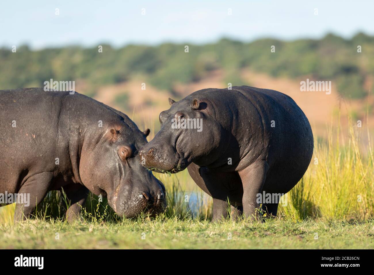 Two hippo grazing standing out of water eating grass in yellow sunset light in Chobe River Botswana Stock Photo