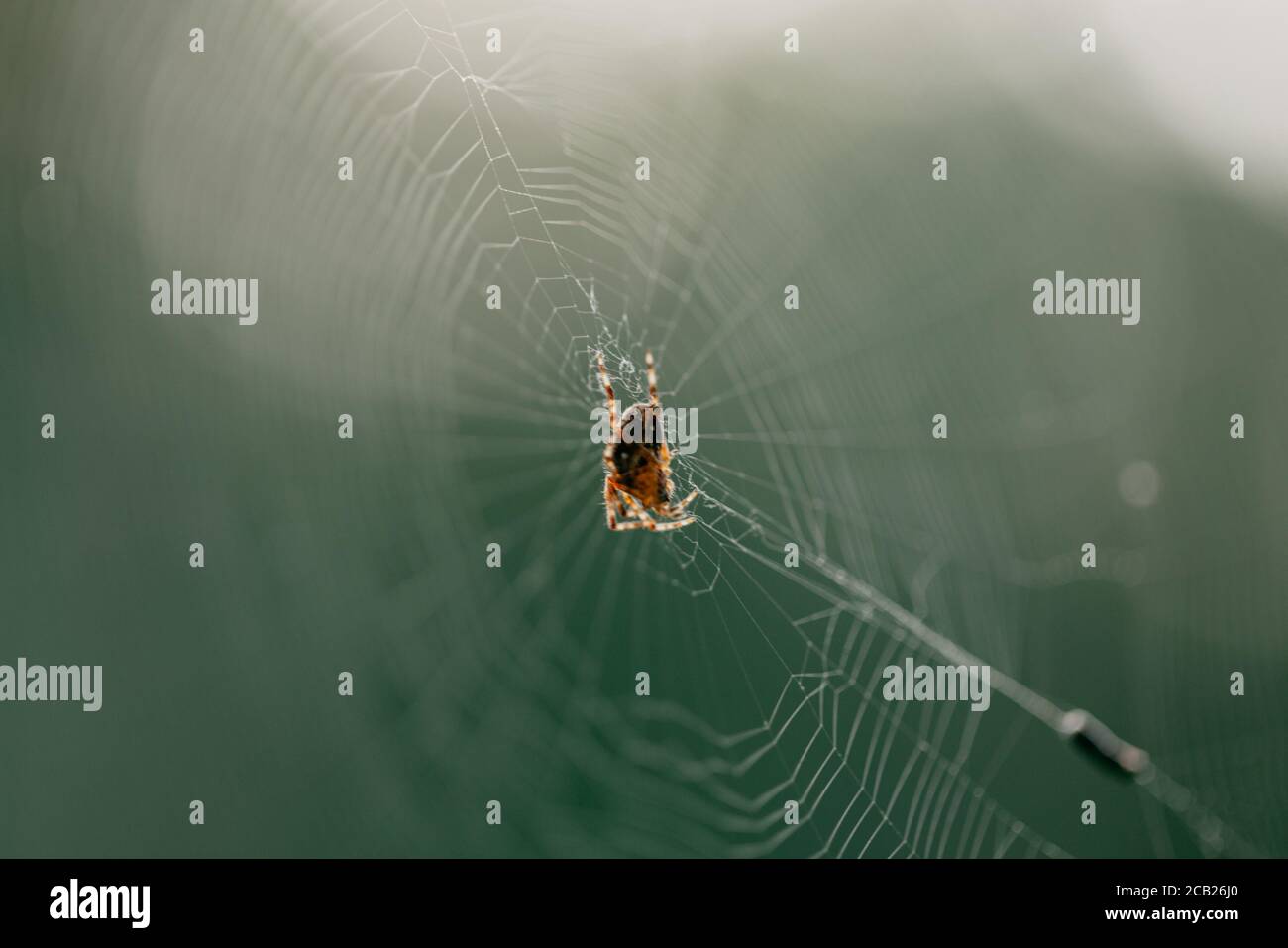 Macro shot of a spider on a spider web with a blurred background Stock ...