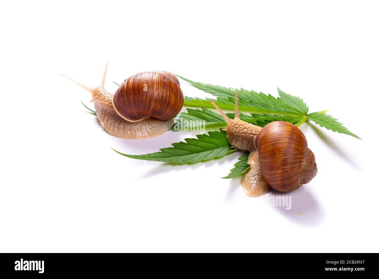 snails and green cannabis leaf on white background Stock Photo - Alamy