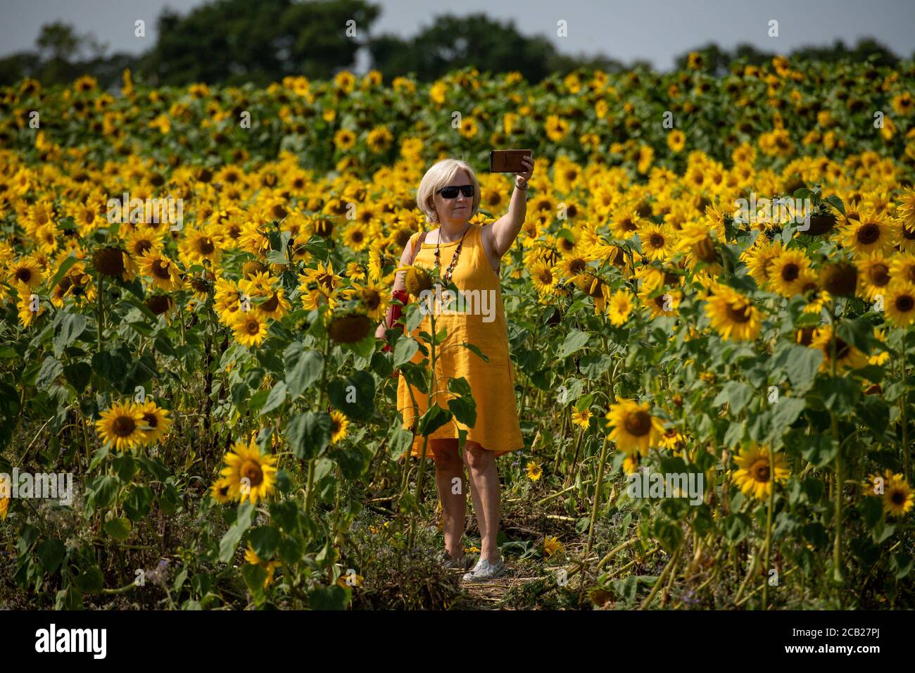 People enjoy the hot weather and sunflower fields at Becketts Farm, Birmingham. Stock Photo