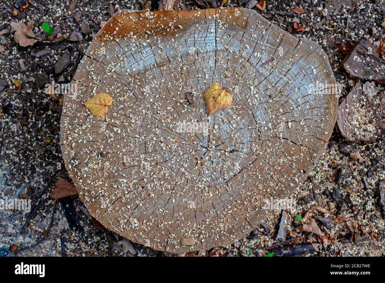 Picture Idea: Stumps And Cuts Of Forest Trees Stock Photo