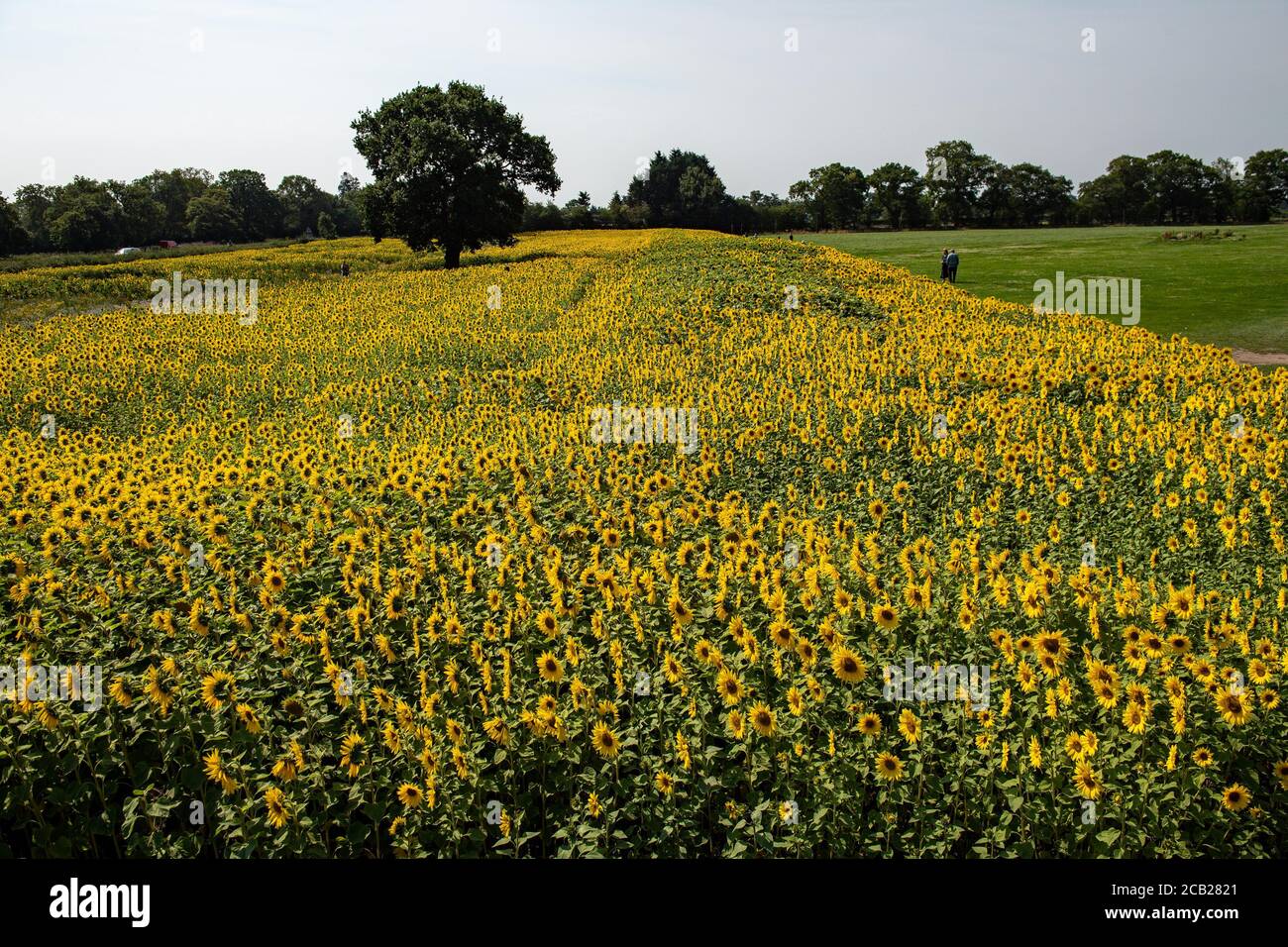 People enjoy the hot weather and sunflower fields at Becketts Farm