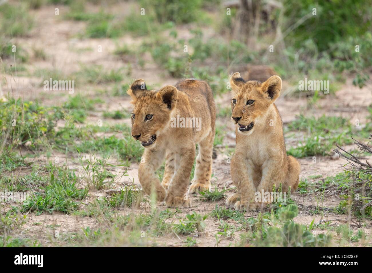 Two young lion cubs looking alert in Kruger Park South Africa Stock Photo