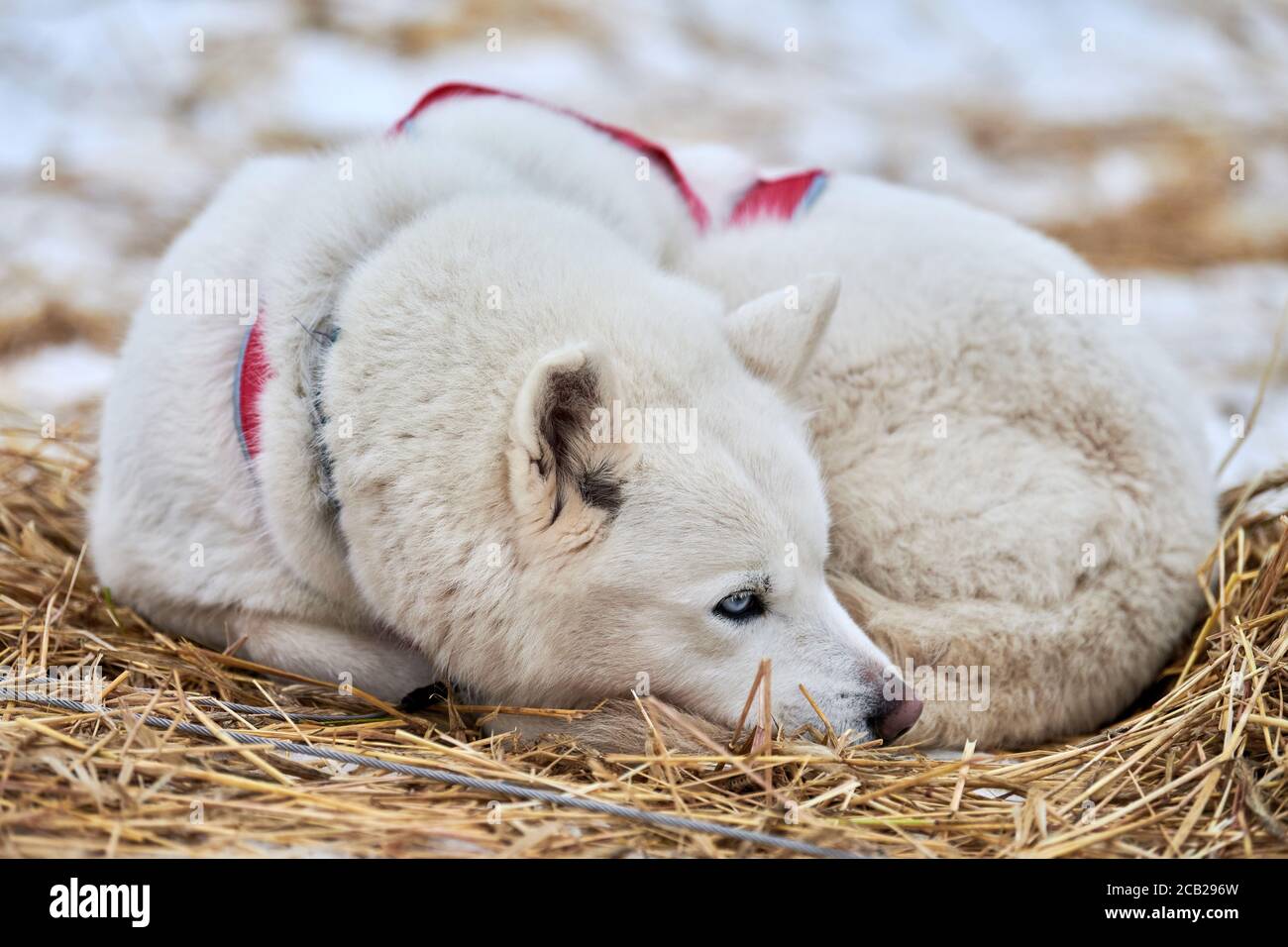 Husky sled dog lies on straw, stake out line. Siberian husky dog breed