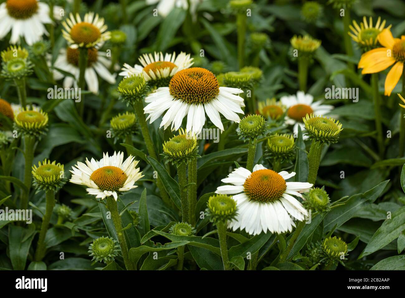 Echinacea In Bloom High Resolution Stock Photography and Images Alamy