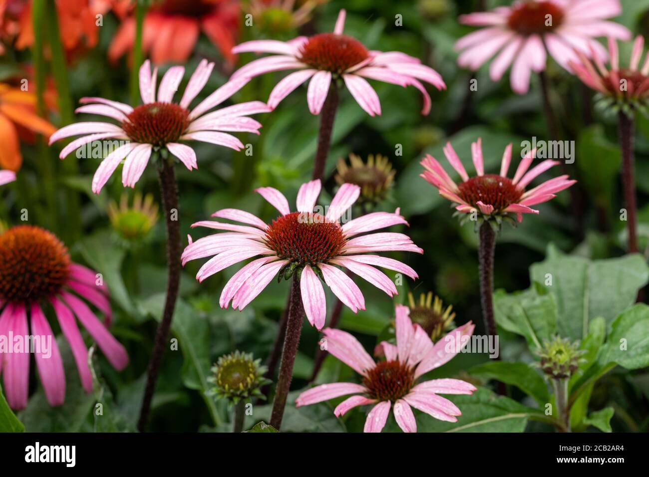 Close up of Echinacea Mooodz Awake flowering in a summer garden in the UK Stock Photo