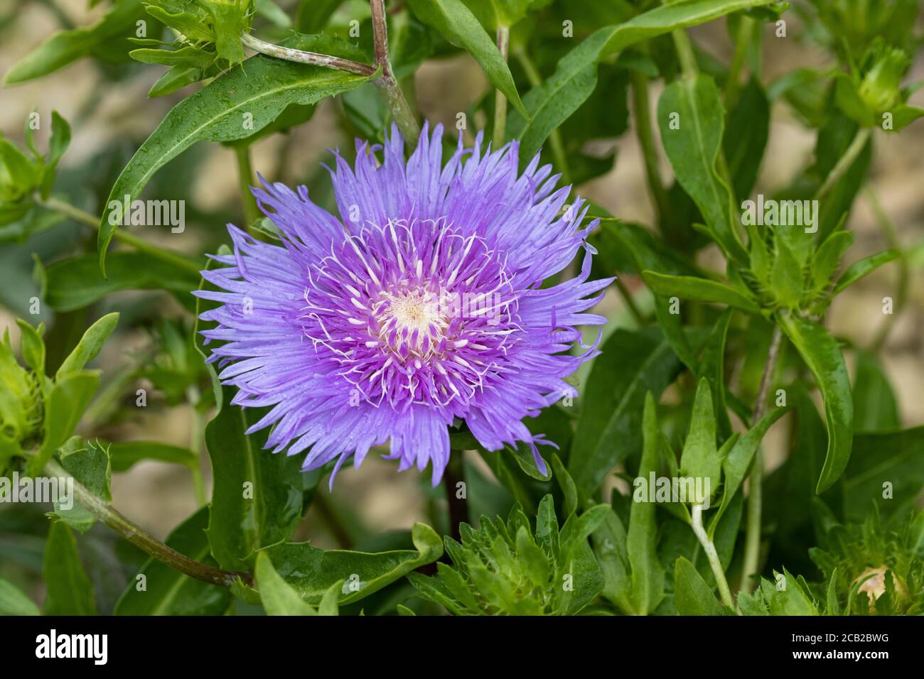 stokesia purple parasols